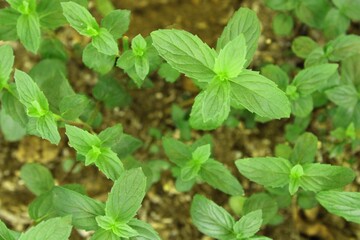 mint leaves in the garden