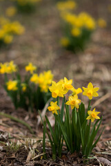 Obraz premium daffodil