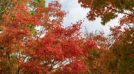 紅葉　秋バックグラウンド