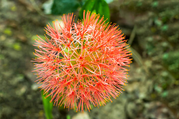 Commonly called blood lily, is a bulbous perennial or Scadoxus lily