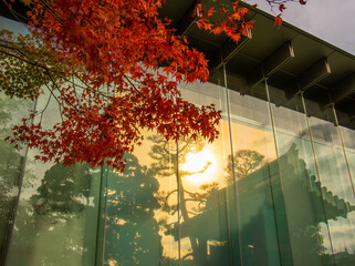 紅葉　壁面ガラスに映る京都の秋