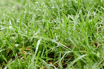 Green leaves close up image background, floral texture.