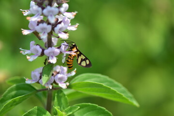 バジルとカノコガ