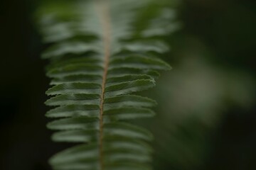 close up of fern leaf