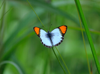 Colotis antevippe or red tip butterfly in bush of Zambia South African region Africa