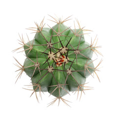Flatlay or overhead cactus  in pots isolated on white backgrounds, top view cactus, and succulents, Suitable for creative graphic design, Melocactus