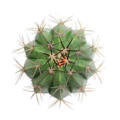 Foto op Plexiglas Flatlay or overhead cactus  in pots isolated on white backgrounds, top view cactus, and succulents, Suitable for creative graphic design, Melocactus © Anucha