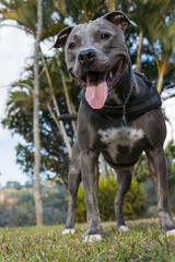 Pit bull dog playing in an open field at sunset. Pitbull blue nose in sunny day with green grass and beautiful view in the background. Selective focus.