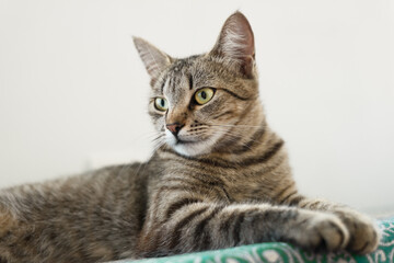 Portrait of a sitting striped cat in a pose that expresses calm and confidence