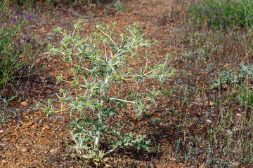 Eryngium campestre. Runner thistle plant or field eryngo.