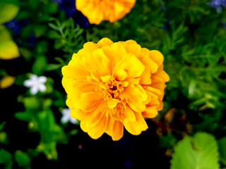 Marigolds blooming in the morning.