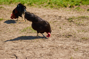 A rooster and a chicken of the Italian breed in a meadow. Summer landscape