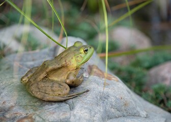 frog on a rock