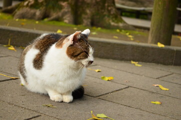 Cat sleeping favorite park