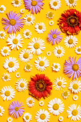 Bright background with white, red and blue chamomiles. Daisy on yellow background. Flat lay