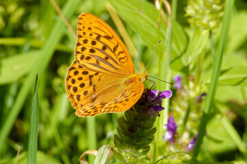 Silver-washed fritillary (Argynnis paphia) and common self-heal flowers