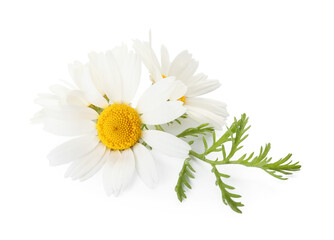 Fototapeta premium Beautiful chamomile flowers on white background