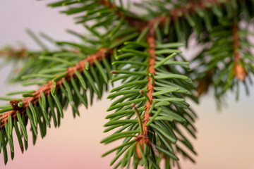 Fototapeta premium fir tree branch