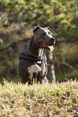 Pit bull dog playing in an open field at sunset. Pitbull blue nose in sunny day with green grass and beautiful view in the background. Selective focus.