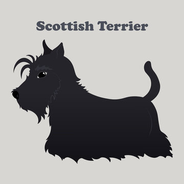 Scottish terrier. Print with dog with background.