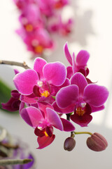 Naklejka na ściany i meble horizontal shot Pink orchid flower in bloom