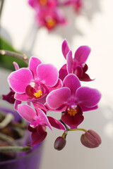 Naklejka na ściany i meble Pink orchid flower in bloom