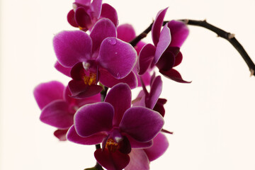 Fototapeta na wymiar horizontal shot Pink orchid flower in bloom