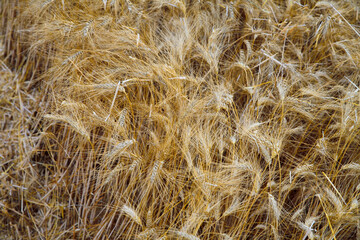 Espoir 