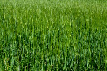 Fondo de campo de trigo madurando en primavera