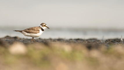 bird, natur, möve, wild lebende tiere, tier, beach, meer, wasser, ozean, gull, bird,...