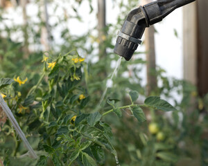 farmer worker sprays fungicides and pesticides in garden to protect plants from diseases and destroy pests