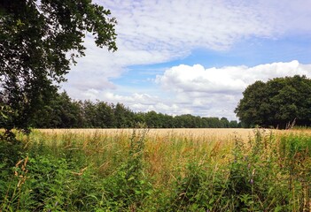 Obraz premium Getreidefeld am Waldrand