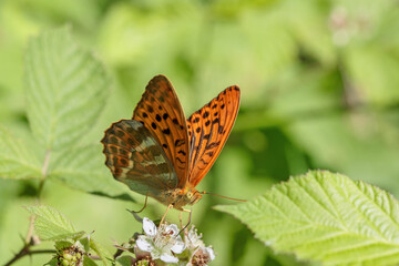 Male silver-washed fritillary butterfly (Argynnis paphia) on a blackberry blossom.