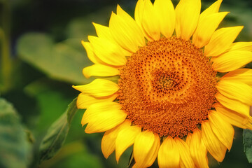 sunflower