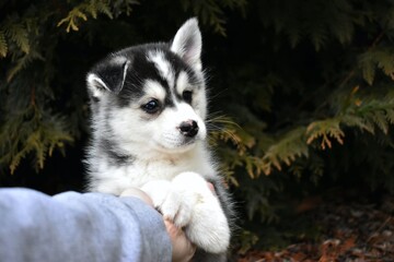Obraz premium siberian husky puppy