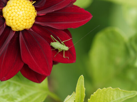 (Leptophyes punctatissima) Leptophye ponctu&eacute;e ou sauterelle ponctu&eacute;e m&acirc;le de couleur verte sur une fleur de dahlia