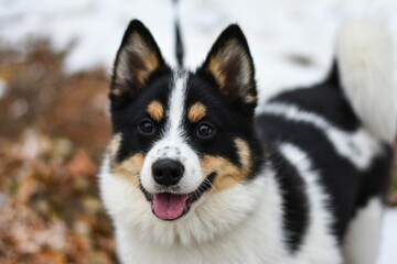 portrait of a dog