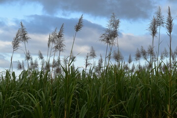 Sugarcane, or Saccharum officinarum, is a tropical grass that is the source of about 75 percent of the world’s sugar supply. It has a long life cycle, requiring warm weather and heavy rainfall.
