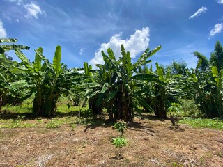 Fototapeta na wymiar Nam Wa banana plantation of farmers in Lampang Province, Thailand