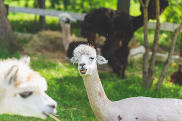 Cute Alpaca on a green grass background.Cute Alpaca on the farm. Beautifull Vicugna pacos.Summer day.