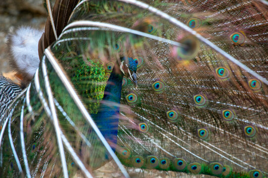 blurred image of a peacock spreading its tail, horizontal.