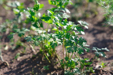 The parsley on the bed in the garden