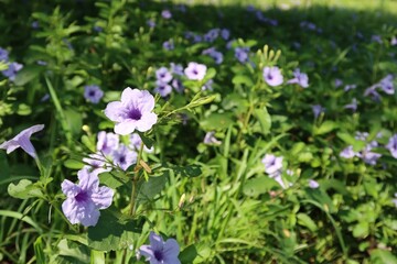 Fototapeta premium The beauty of purple flower fields blooming in the tropical forest image for select focus nature backgrounds.