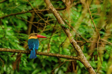 kingfisher on the branch
