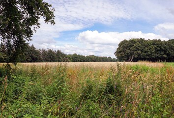 Fototapeta premium Getreidefeld am Waldrand