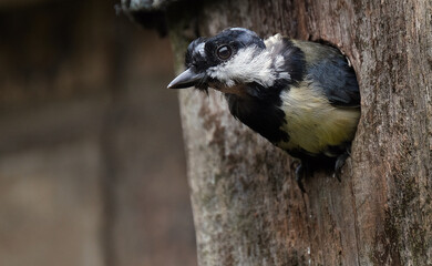 The great tit is a passerine bird in the tit family Paridae.