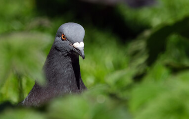Feral pigeons, also called city doves, city pigeons, or street pigeons, are pigeons that are descended from the domestic pigeons that have returned to the wild.