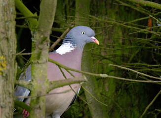 The common wood pigeon is a large species in the dove and pigeon family. It belongs to the genus Columba and, like all pigeons and doves, belongs to the family Columbidae