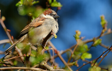  house sparrow is a bird of the sparrow family Passeridae, found in most parts of the world. It is a small bird that has a typical length of 16 cm and a mass of 24–39.5 g