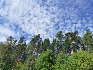Deciduous trees and ship pines against a beautiful sky with clouds on a hot summer day